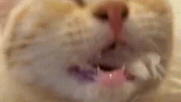 猫咪吃播!吃得热泪盈眶 看把孩子饿的
